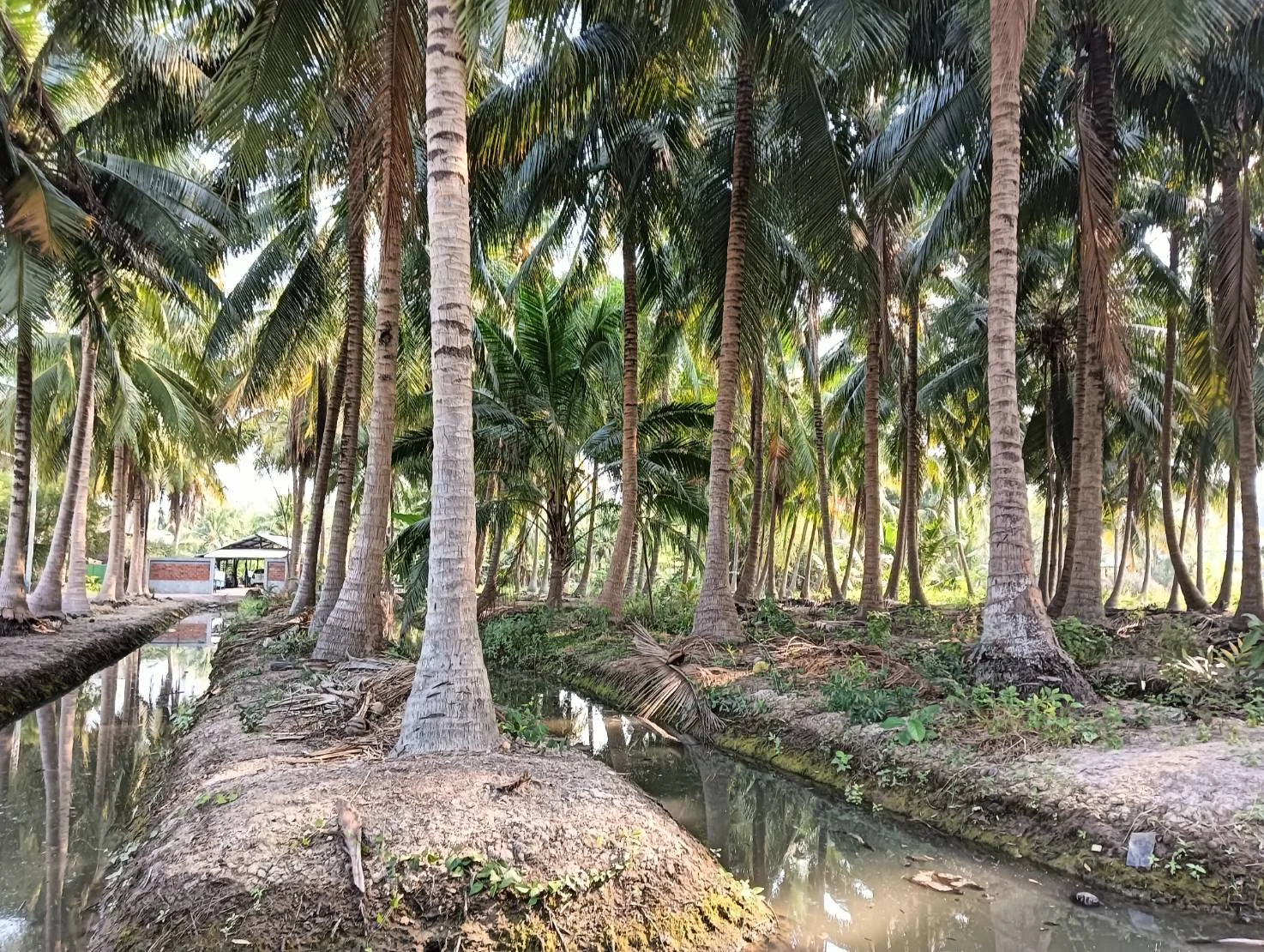 ZSK028 ขายที่ดินสวนมะพร้าว 2 ไร่ - image 5