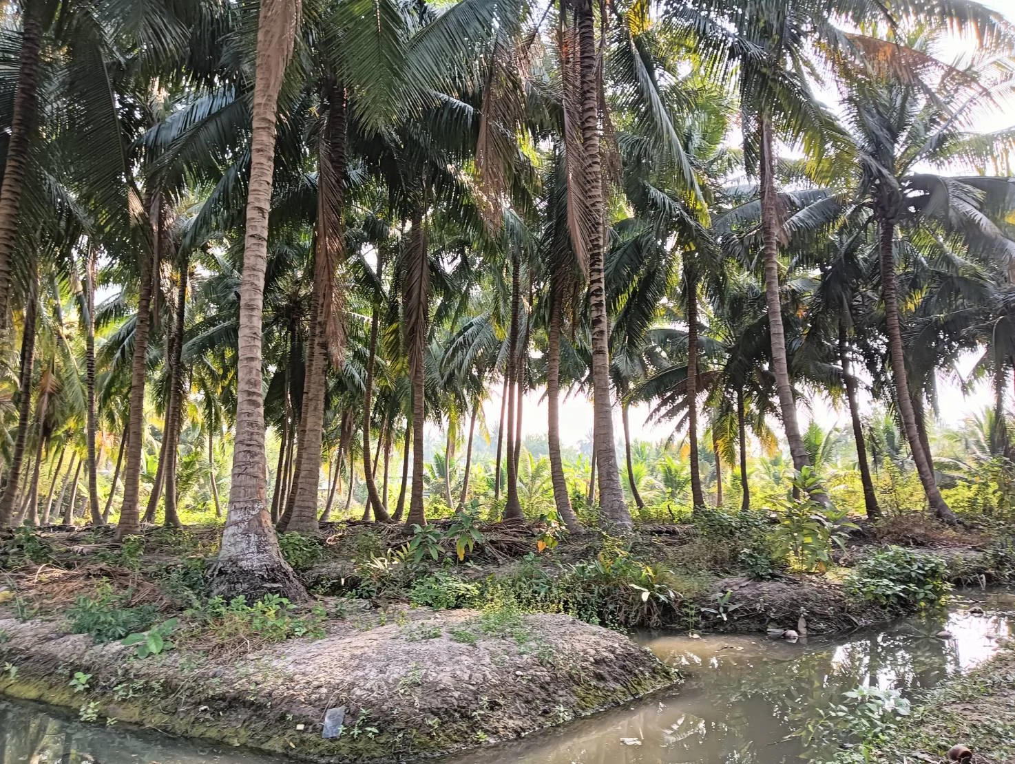 ZSK028 ขายที่ดินสวนมะพร้าว 2 ไร่ - image 6