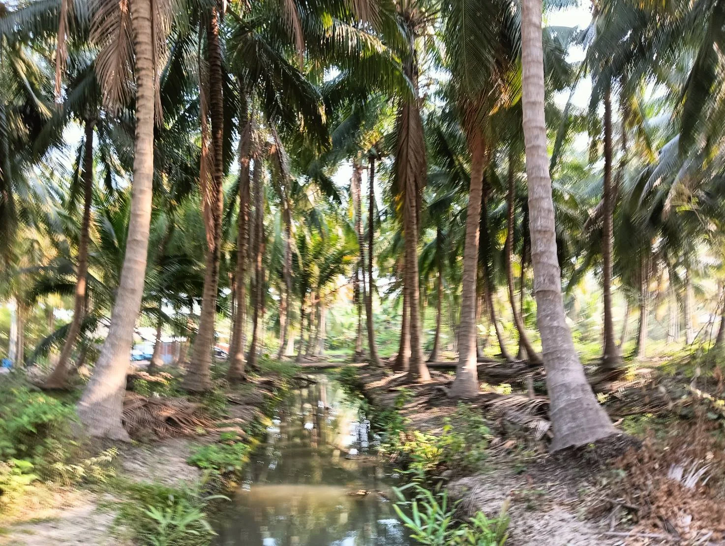 ZSK028 ขายที่ดินสวนมะพร้าว 2 ไร่ - image 8