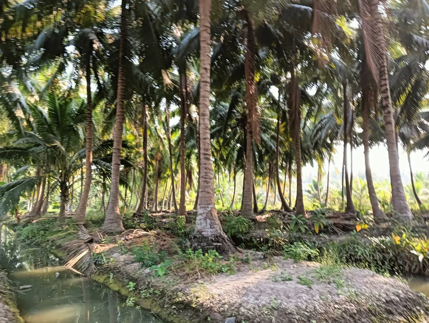 ZSK028 ขายที่ดินสวนมะพร้าว 2 ไร่ - image 9