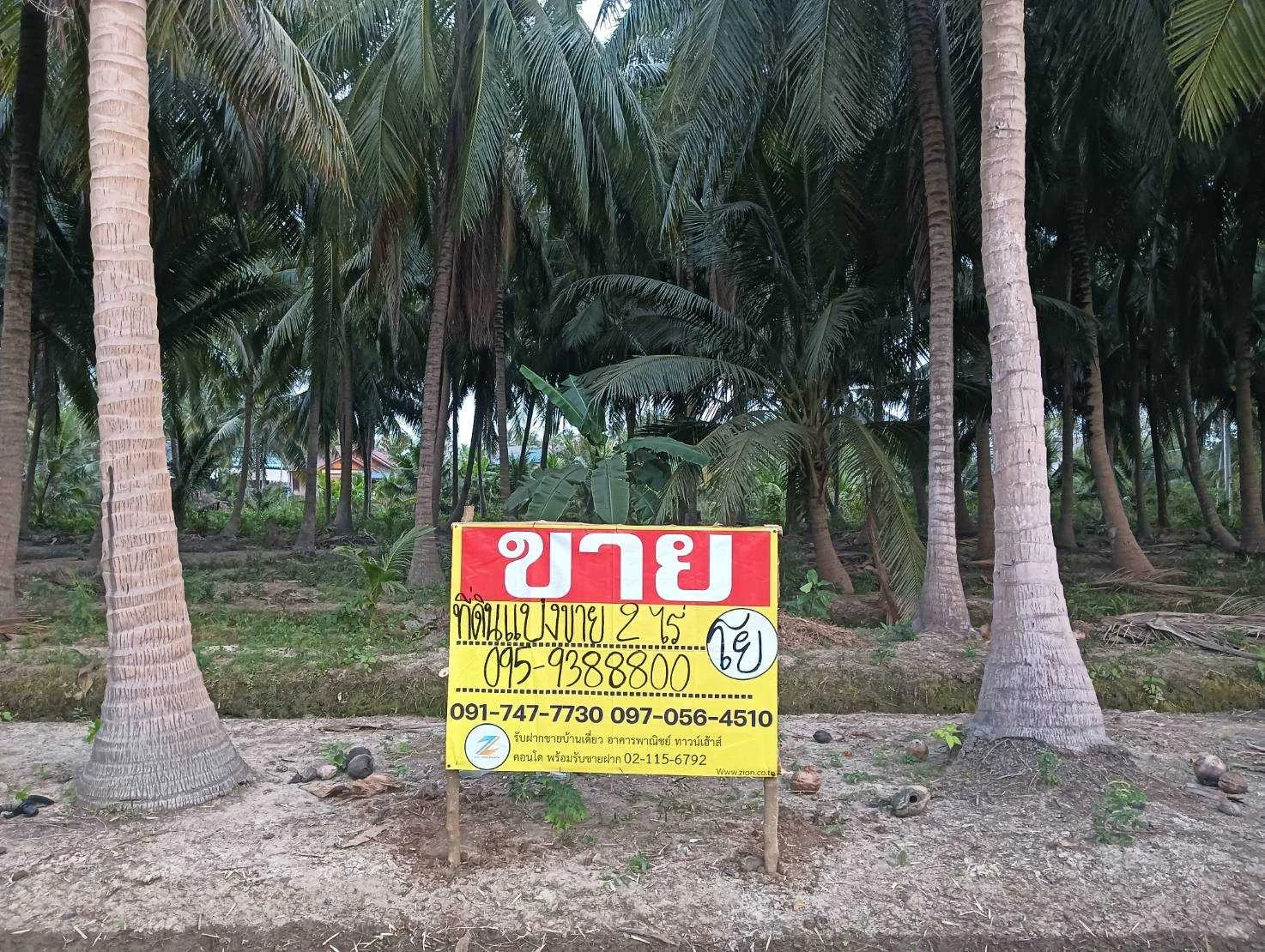 ZSK028 ขายที่ดินสวนมะพร้าว 2 ไร่ - image 10