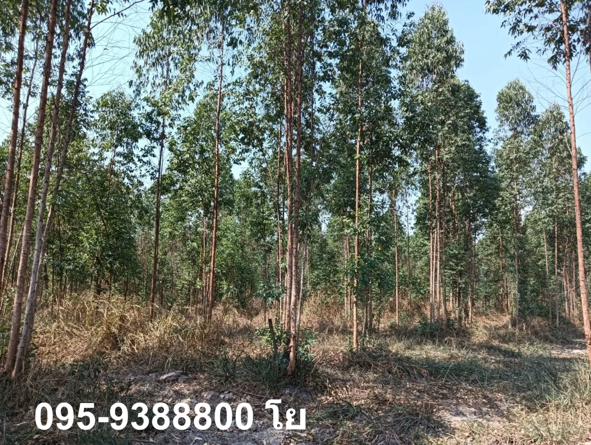 ZSK030 ขายที่ดินสวนยูคาลิปตัส 20-1-34 - image 2