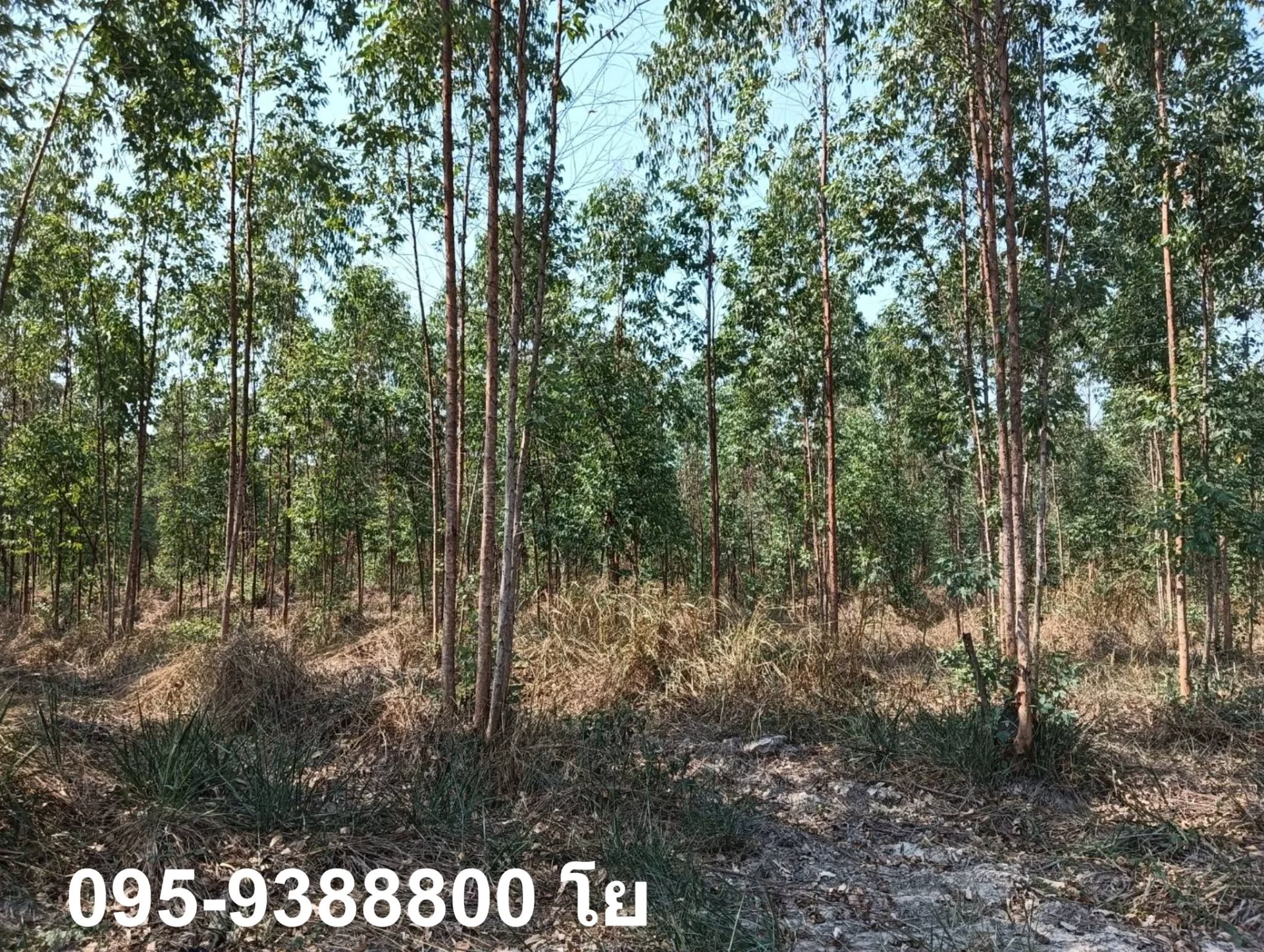 ZSK030 ขายที่ดินสวนยูคาลิปตัส 20-1-34 - image 3