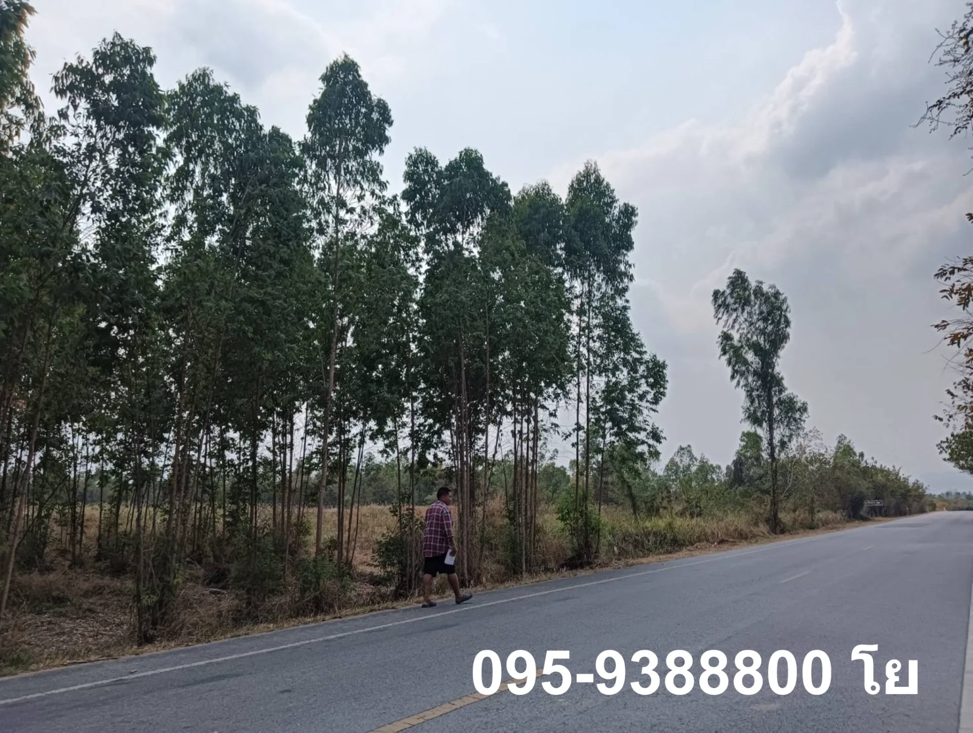 ZSK030 ขายที่ดินสวนยูคาลิปตัส 20-1-34 - image 4