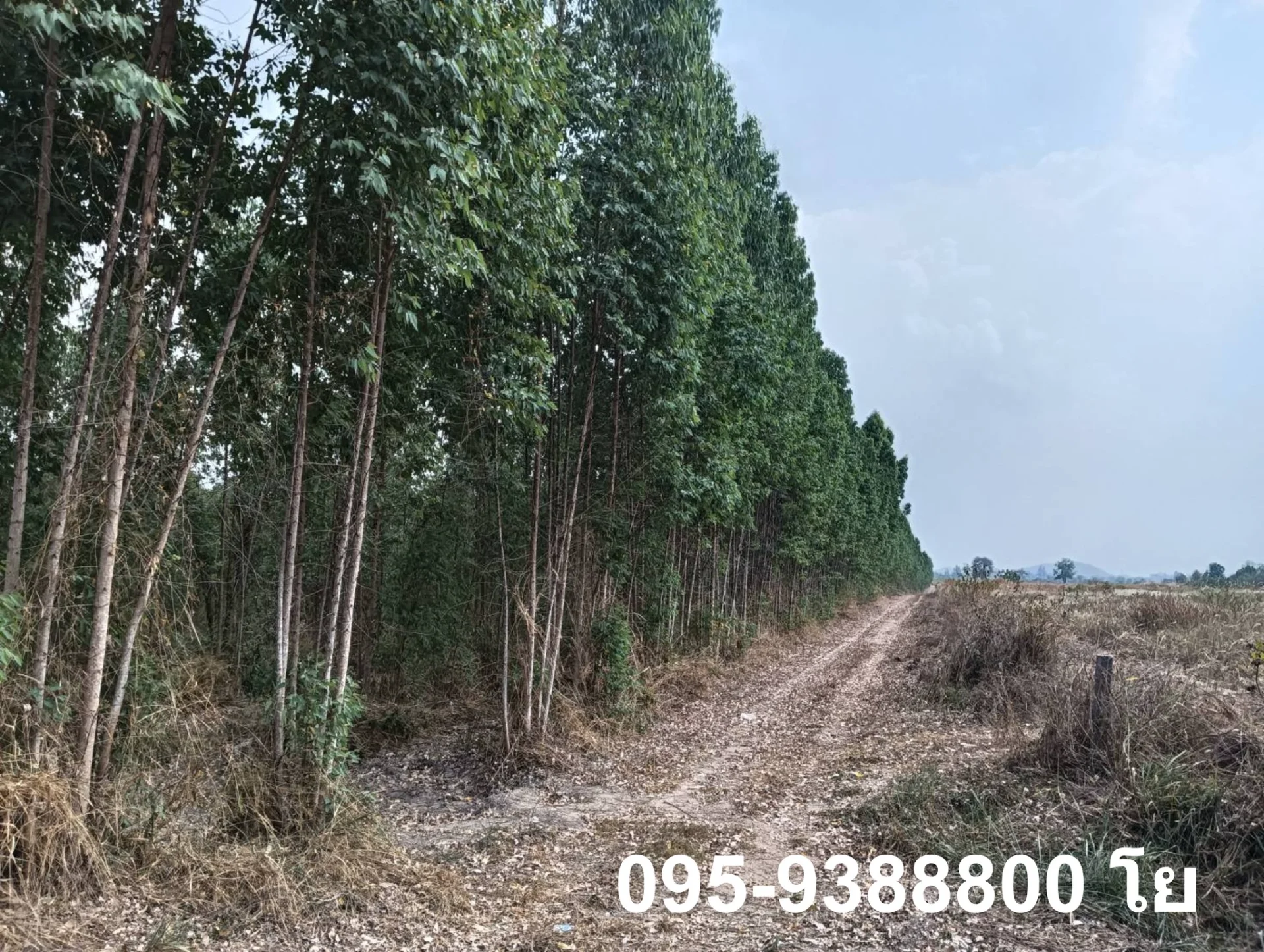 ZSK030 ขายที่ดินสวนยูคาลิปตัส 20-1-34 - image 6