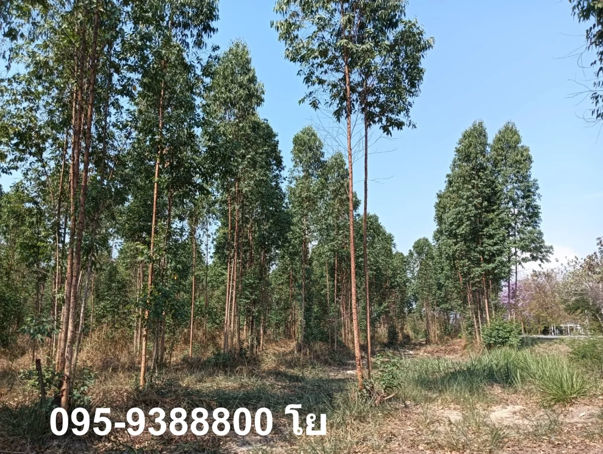 ZSK030 ขายที่ดินสวนยูคาลิปตัส 20-1-34 - image 7