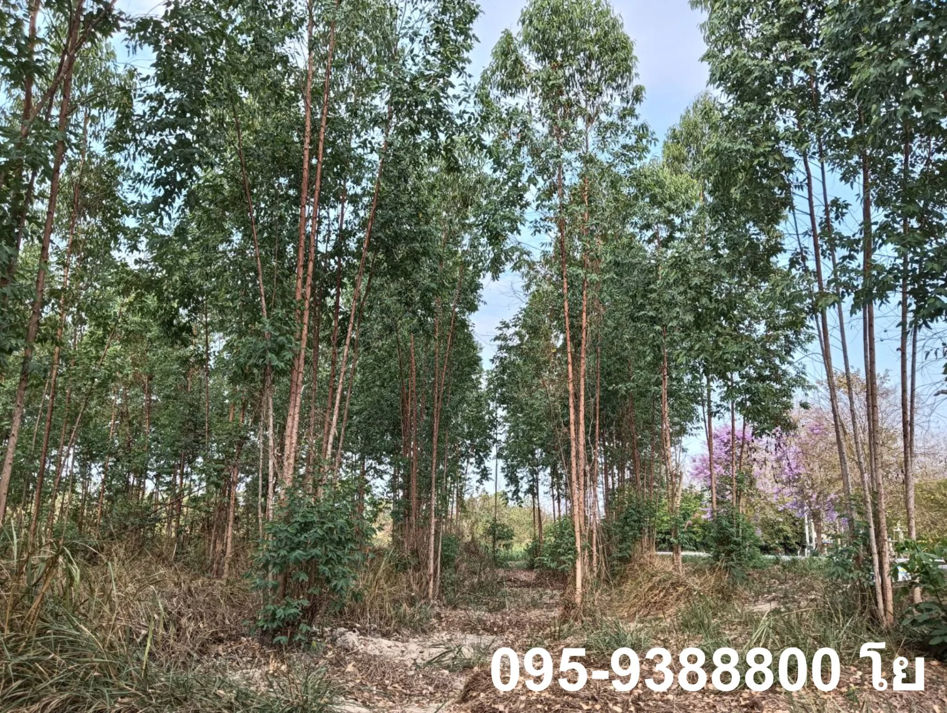 ZSK030 ขายที่ดินสวนยูคาลิปตัส 20-1-34 - image 8