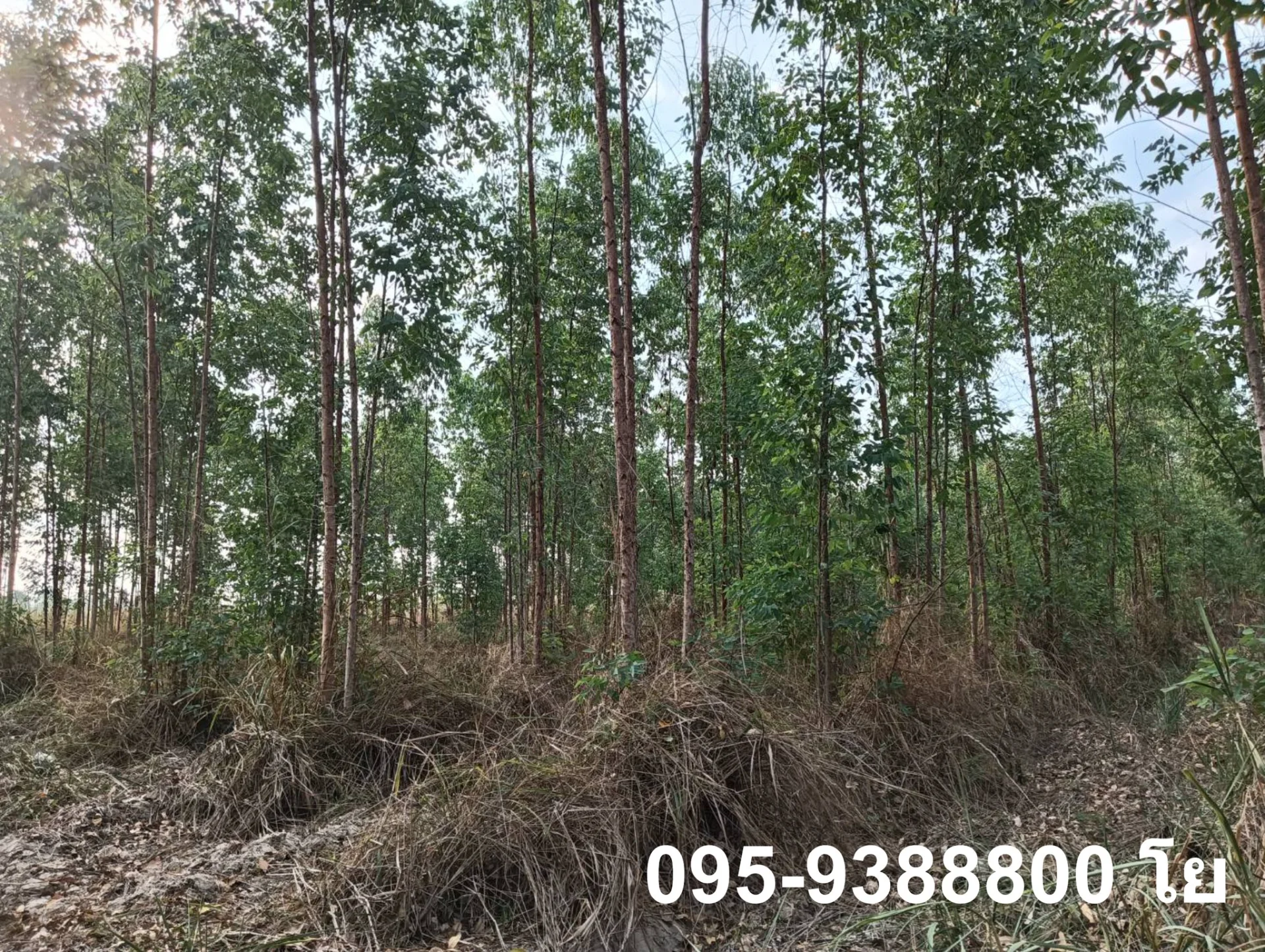 ZSK030 ขายที่ดินสวนยูคาลิปตัส 20-1-34 - image 9