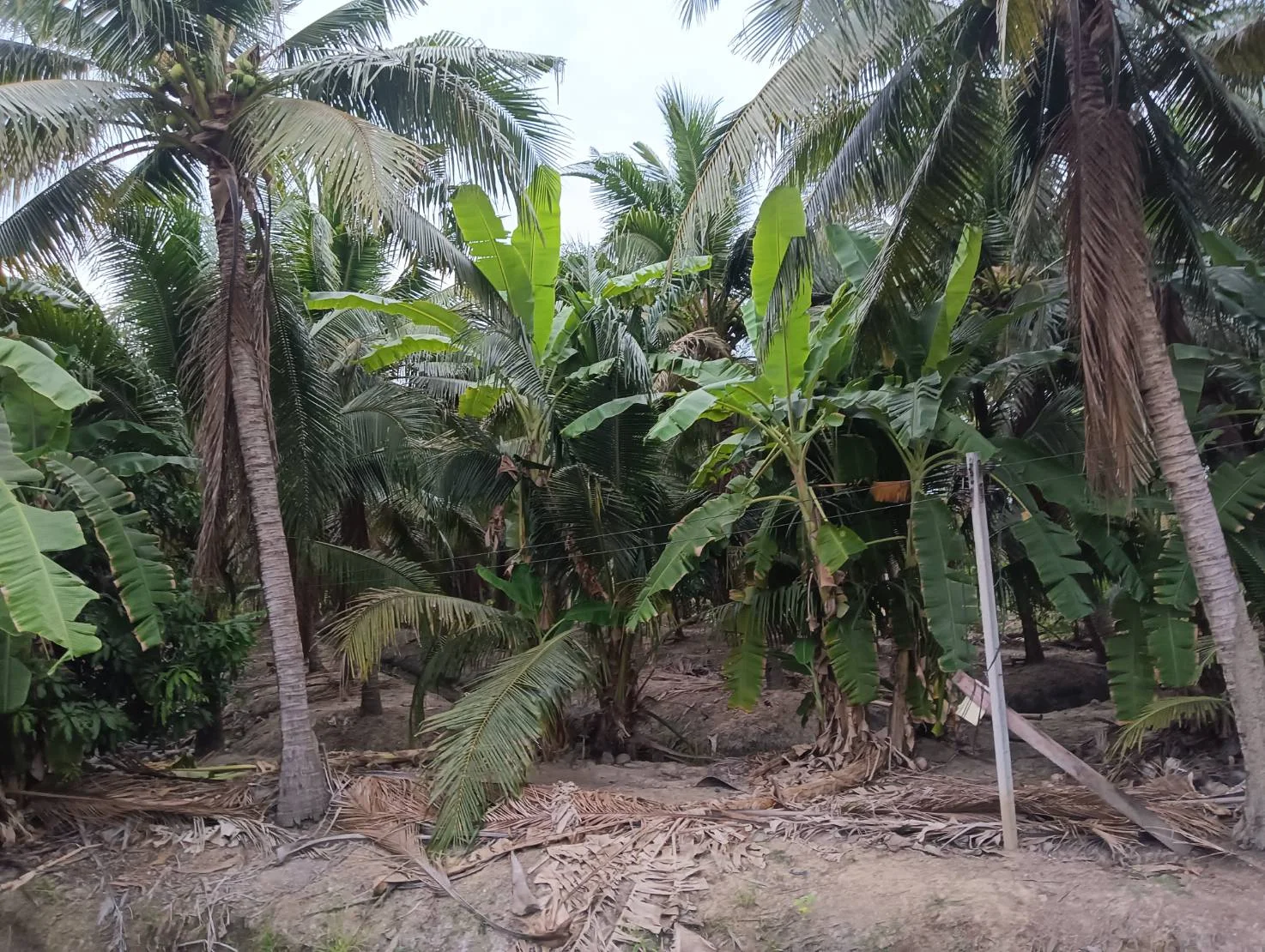 ZSK031 บ้านพร้อมที่ดิน 3-0-17 ไร่ - image 2