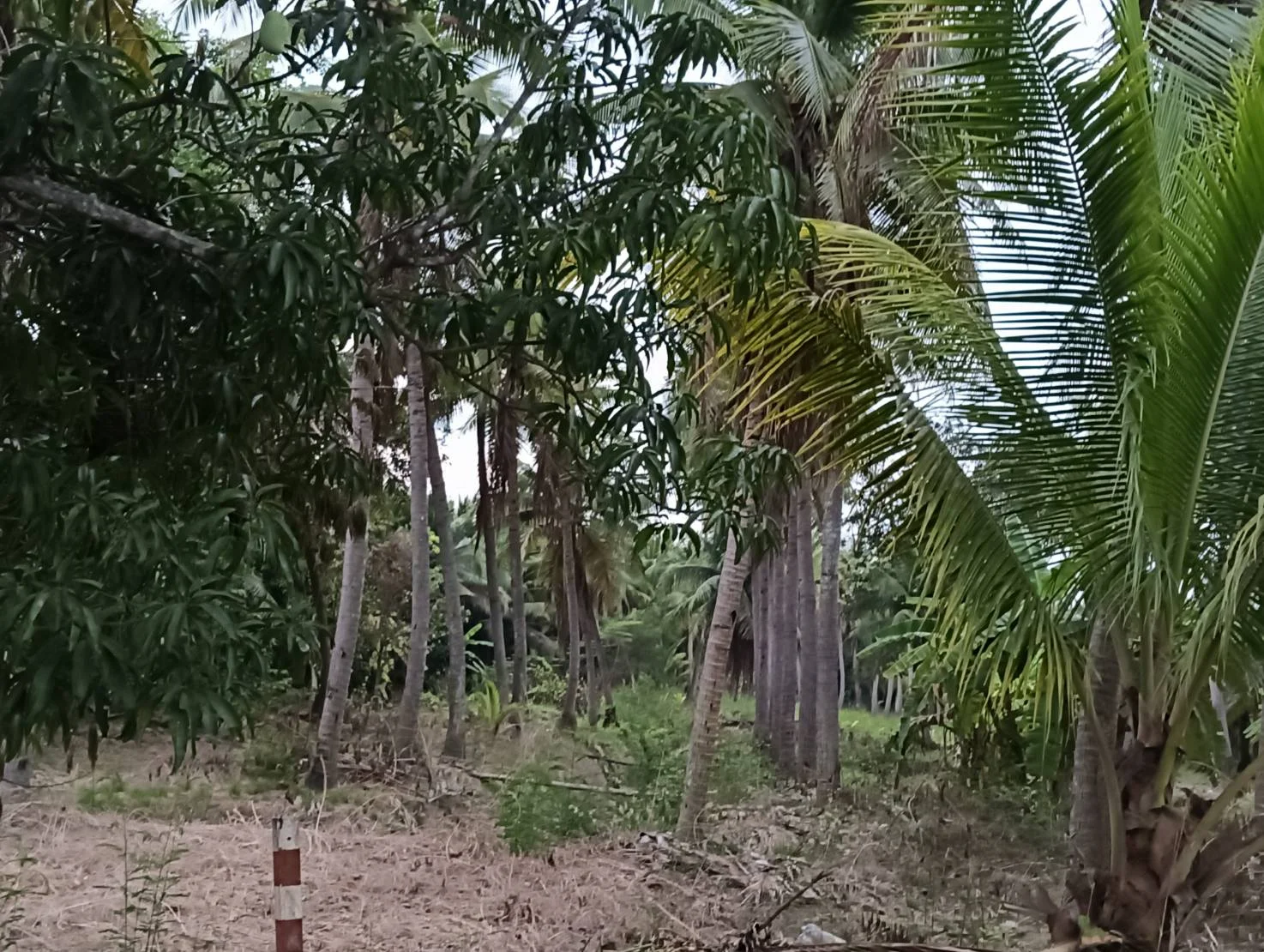 ZSK031 บ้านพร้อมที่ดิน 3-0-17 ไร่ - image 7