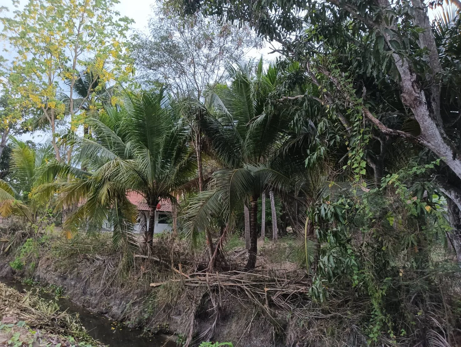 ZSK031 บ้านพร้อมที่ดิน 3-0-17 ไร่ - image 8