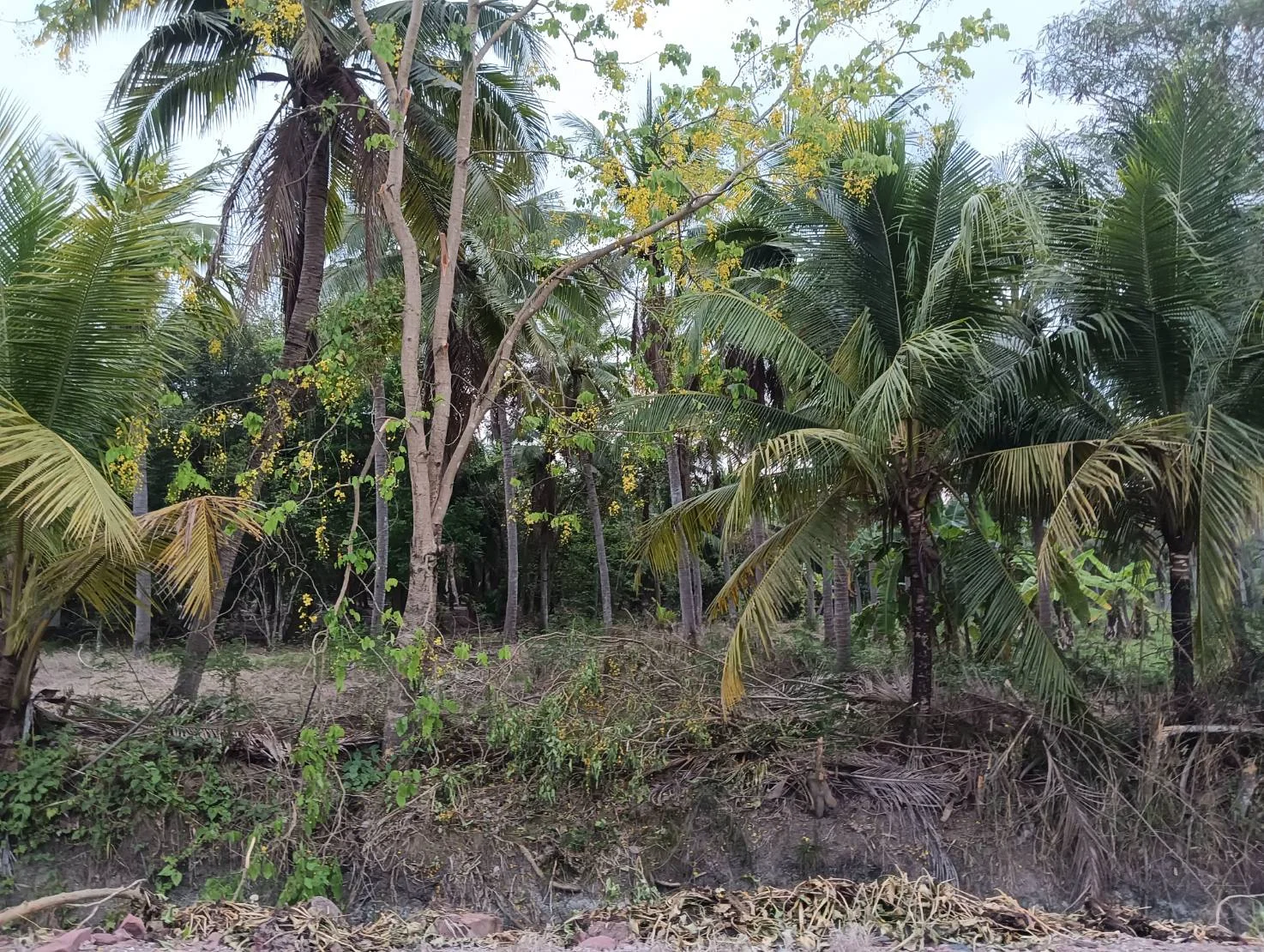 ZSK031 บ้านพร้อมที่ดิน 3-0-17 ไร่ - image 9