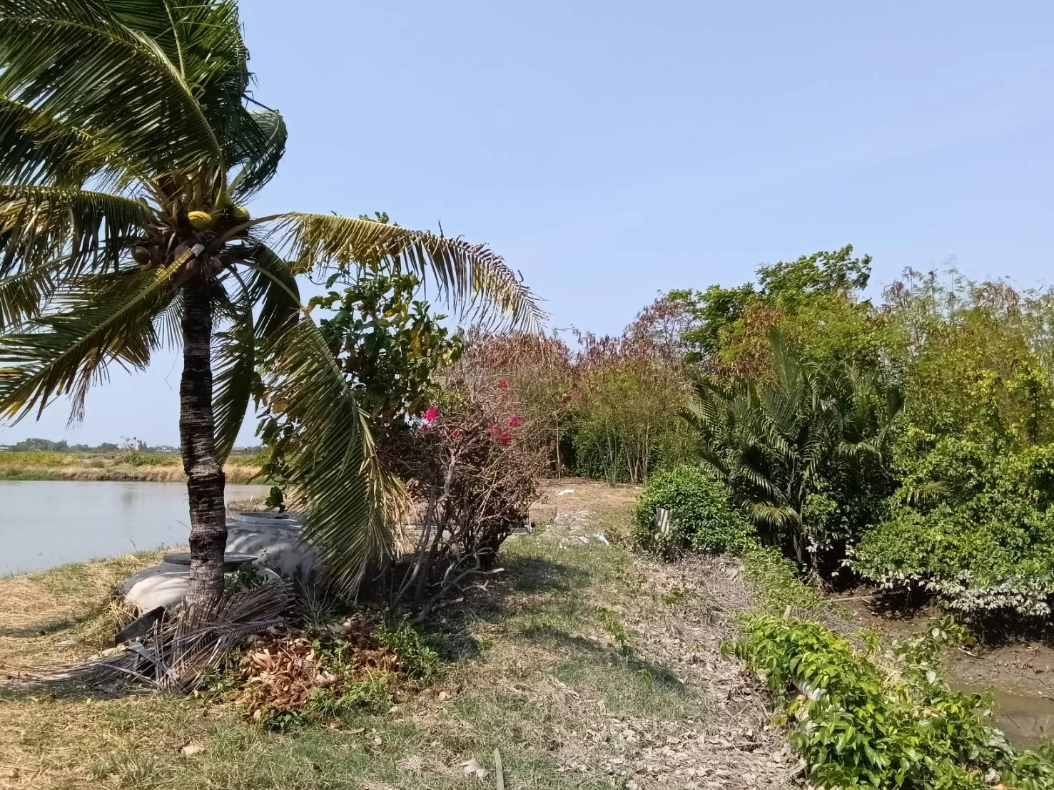 ZSK034 ขายที่ดินพร้อมสิ่งปลูกสร้างและบ่อเลี้ยงสัตว์น้ำ คลองโคน 182-3-25 ไร่ - image 6