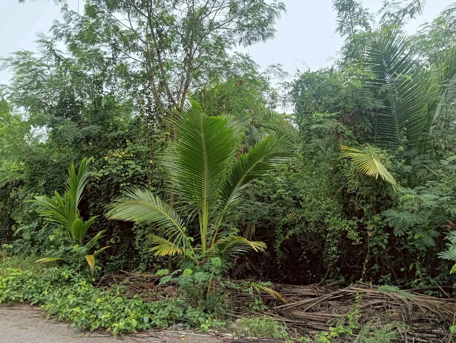 ZSK035 ขายที่ดินติดคลองขุดเล็ก 364 ตร.ว. - image 3