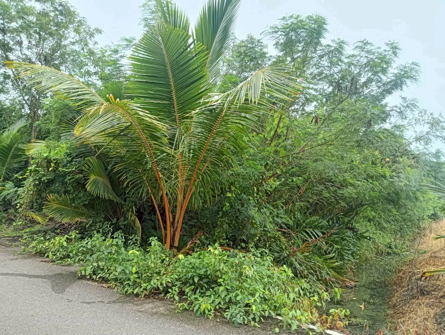 ZSK035 ขายที่ดินติดคลองขุดเล็ก 364 ตร.ว. - image 6