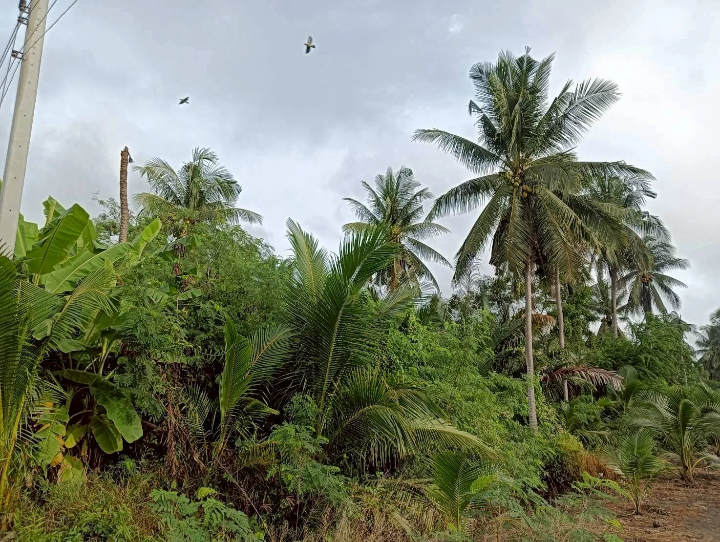 ZSK036 ขายที่่ดินสวนมะพร้าวอัมพวา 2-2-28 ไร่ (คลองขุดเล็ก) - image 2