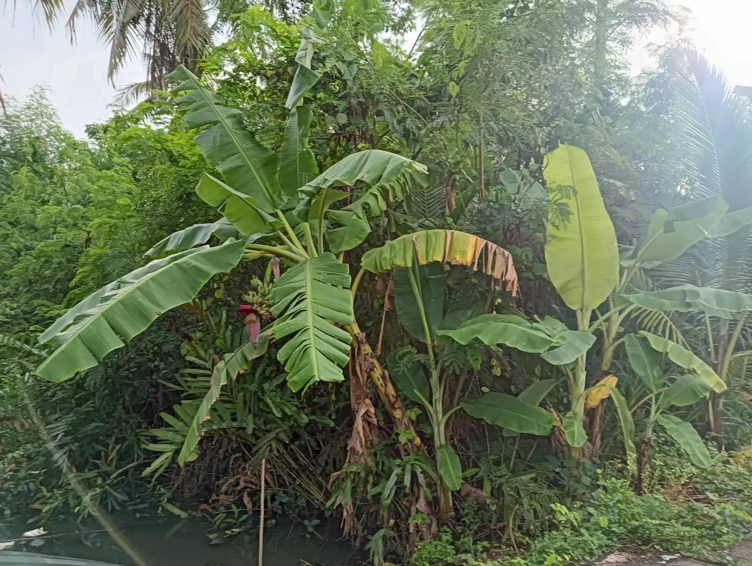 ZSK036 ขายที่่ดินสวนมะพร้าวอัมพวา 2-2-28 ไร่ (คลองขุดเล็ก) - image 3