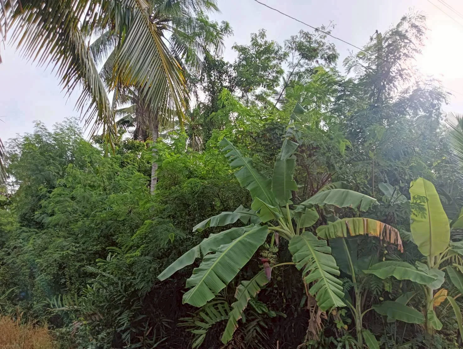 ZSK036 ขายที่่ดินสวนมะพร้าวอัมพวา 2-2-28 ไร่ (คลองขุดเล็ก) - image 4