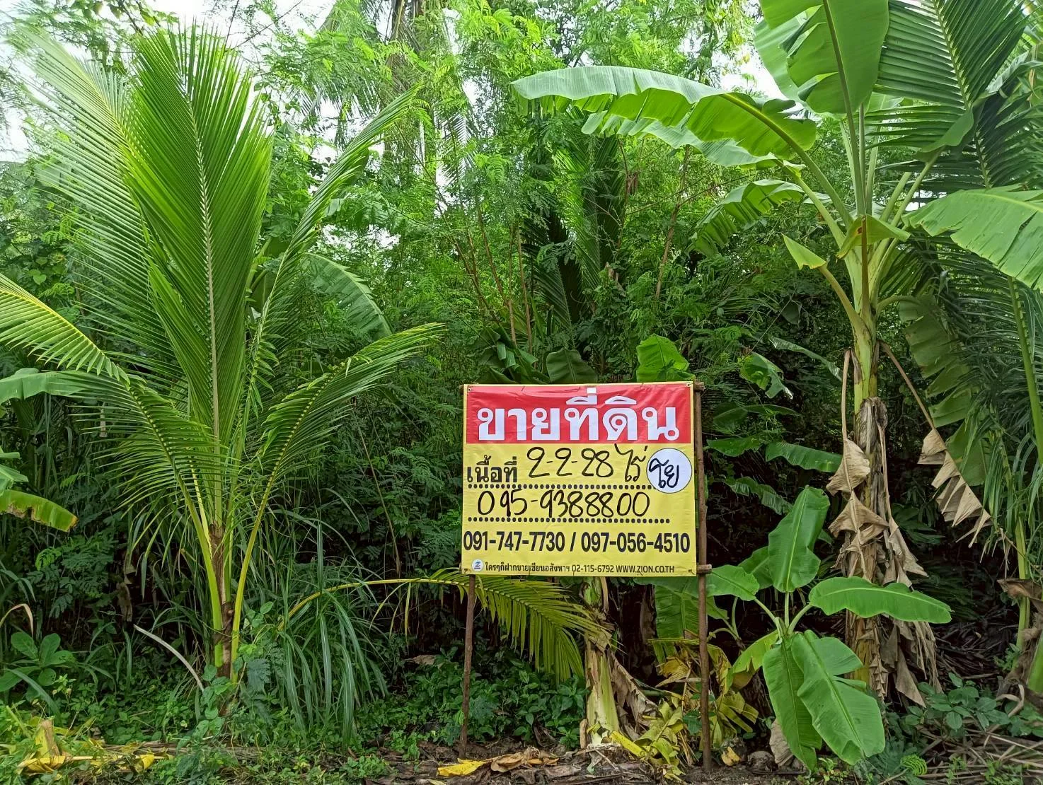 ZSK036 ขายที่่ดินสวนมะพร้าวอัมพวา 2-2-28 ไร่ (คลองขุดเล็ก) - image 7