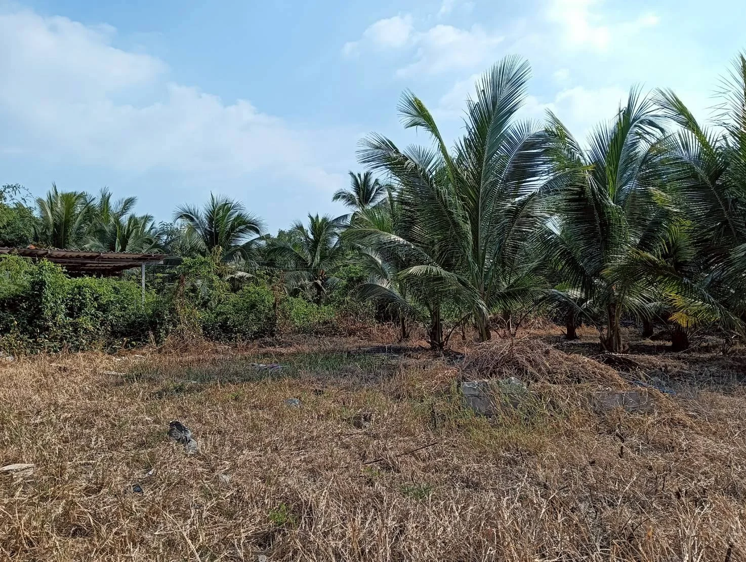 ZSK037 ขายที่ดินตำบลนางตะเคียน  200 ตร.ว. - image 5