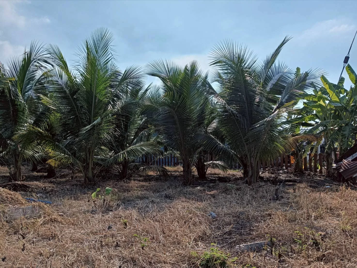 ZSK037 ขายที่ดินตำบลนางตะเคียน  200 ตร.ว. - image 6