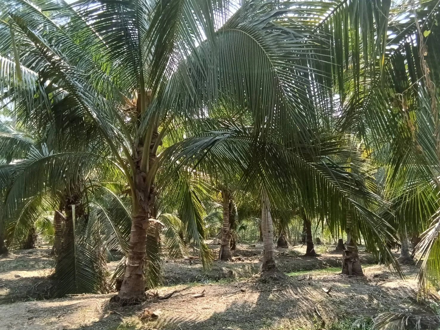 ZSK038 ขายที่ดินสวนนมะพร้าว สวนอัมพวา 5-1-17 ไร่ - image 2