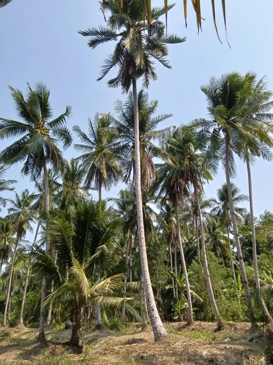 ZSK038 ขายที่ดินสวนนมะพร้าว สวนอัมพวา 5-1-17 ไร่ - image 3