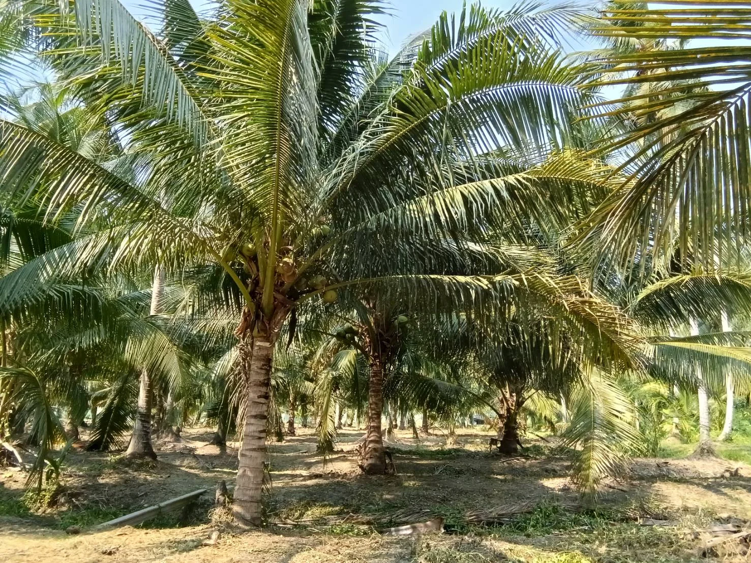 ZSK038 ขายที่ดินสวนนมะพร้าว สวนอัมพวา 5-1-17 ไร่ - image 4