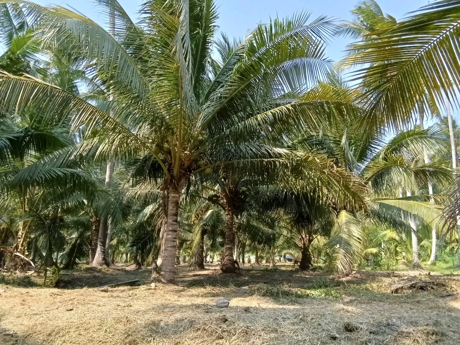 ZSK038 ขายที่ดินสวนนมะพร้าว สวนอัมพวา 5-1-17 ไร่ - image 5