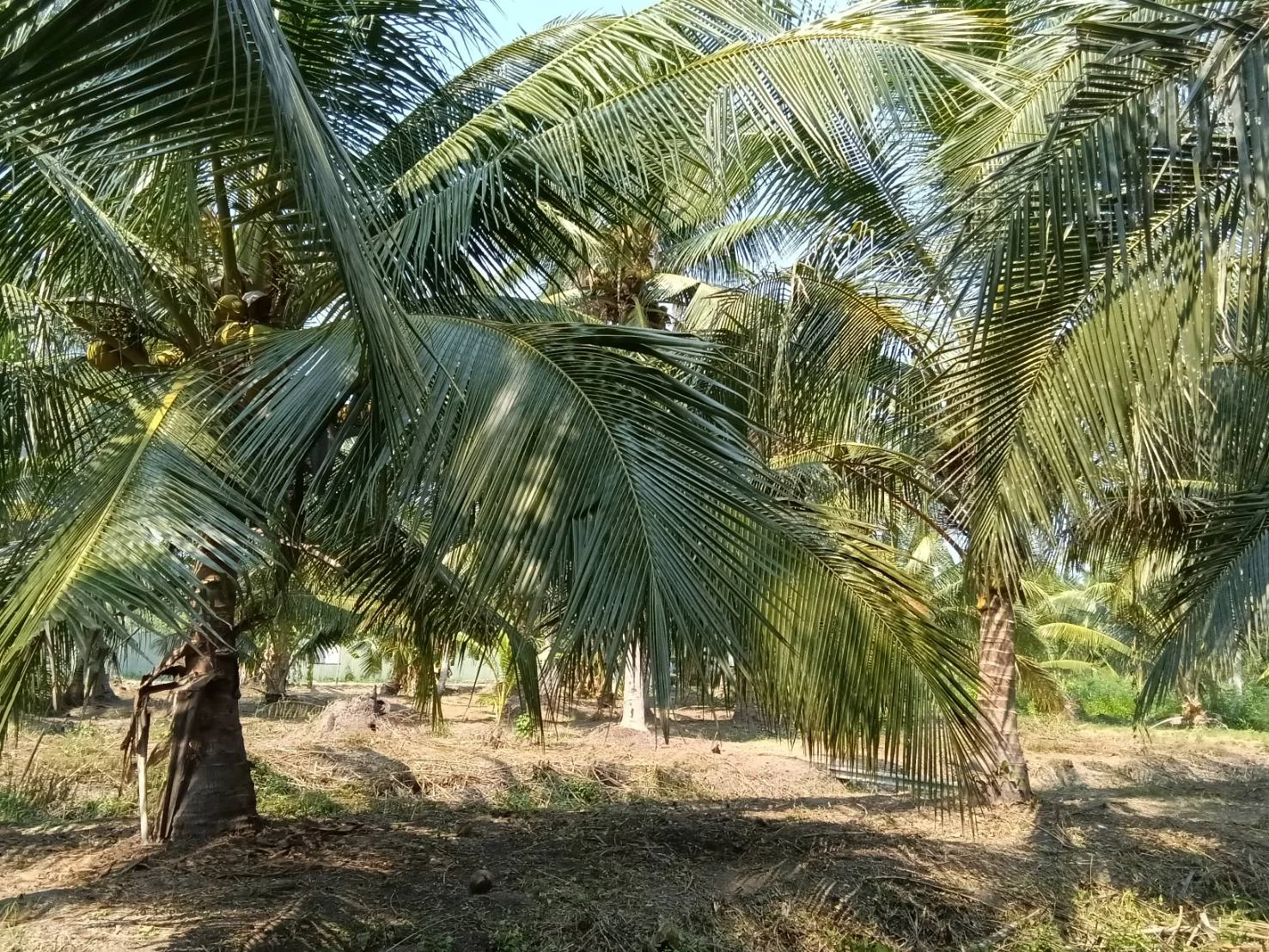 ZSK038 ขายที่ดินสวนนมะพร้าว สวนอัมพวา 5-1-17 ไร่ - image 6