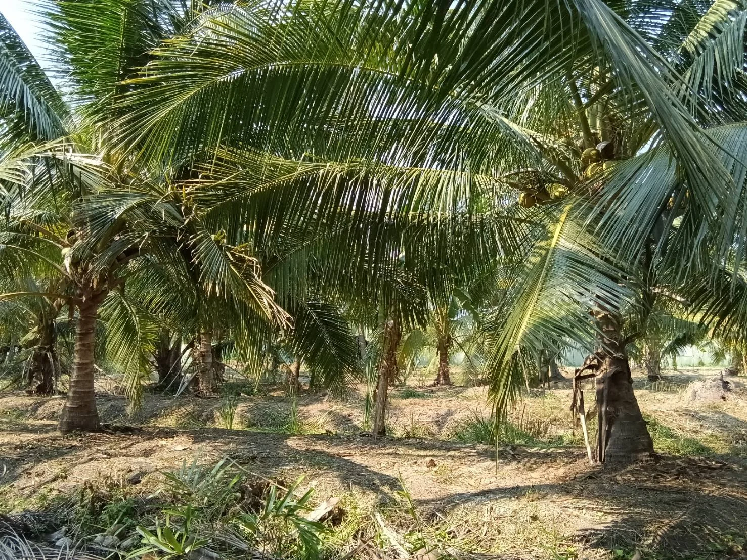 ZSK038 ขายที่ดินสวนนมะพร้าว สวนอัมพวา 5-1-17 ไร่ - image 7