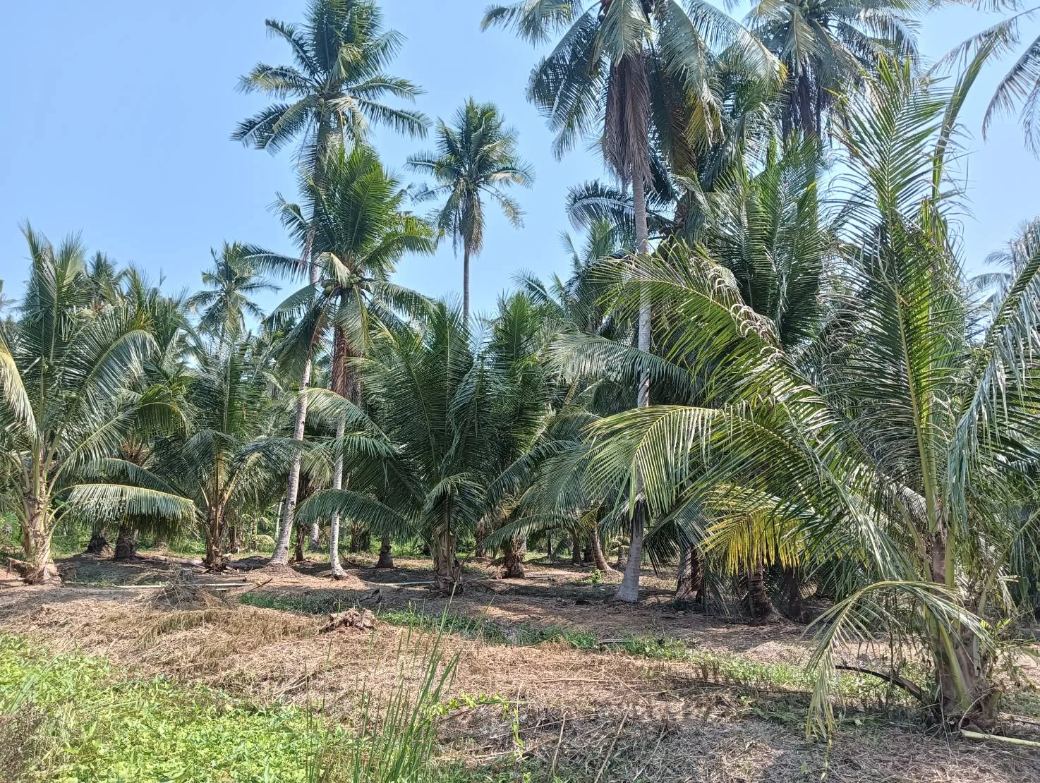 ZSK038 ขายที่ดินสวนนมะพร้าว สวนอัมพวา 5-1-17 ไร่ - image 8