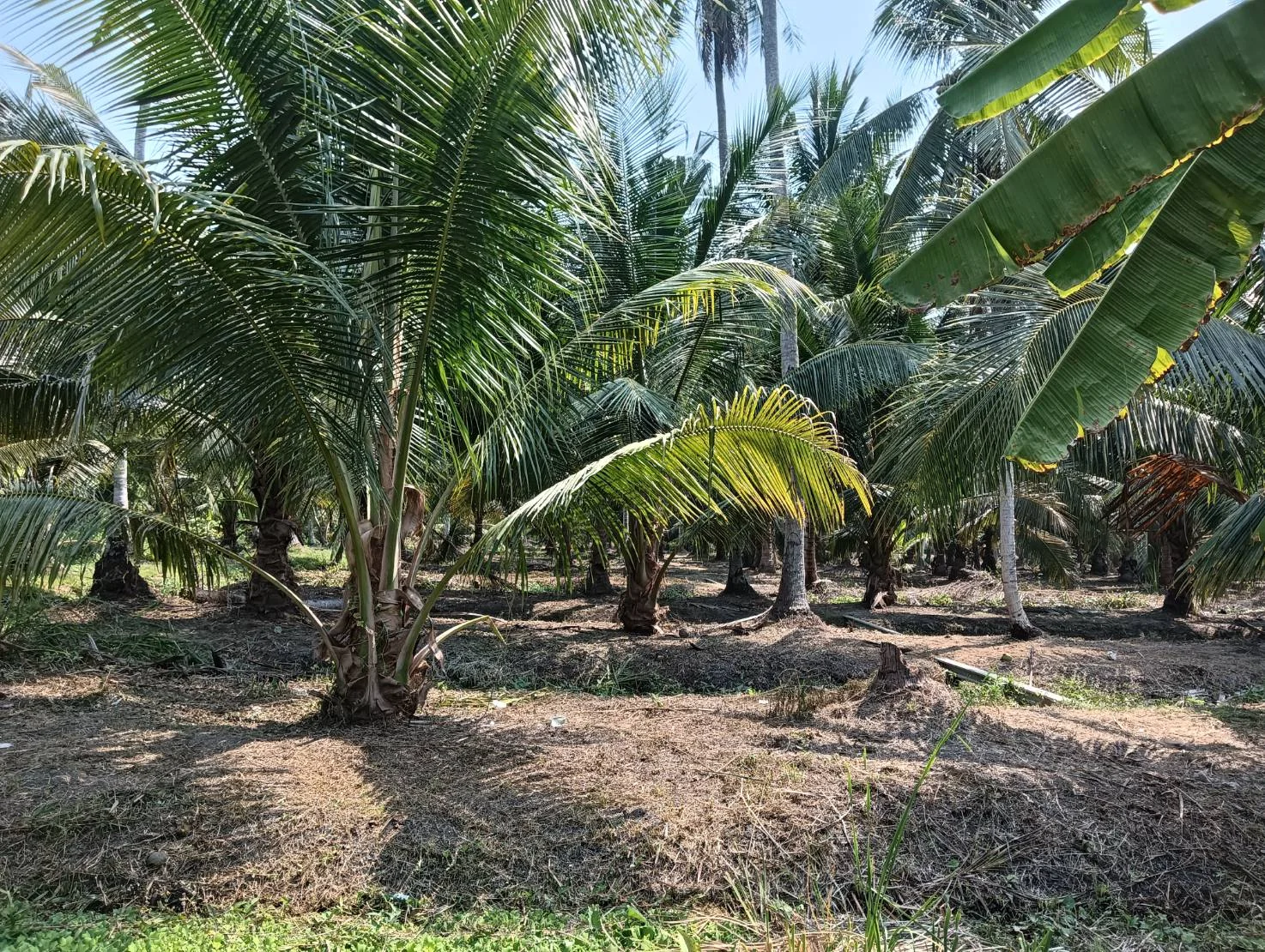 ZSK038 ขายที่ดินสวนนมะพร้าว สวนอัมพวา 5-1-17 ไร่ - image 9