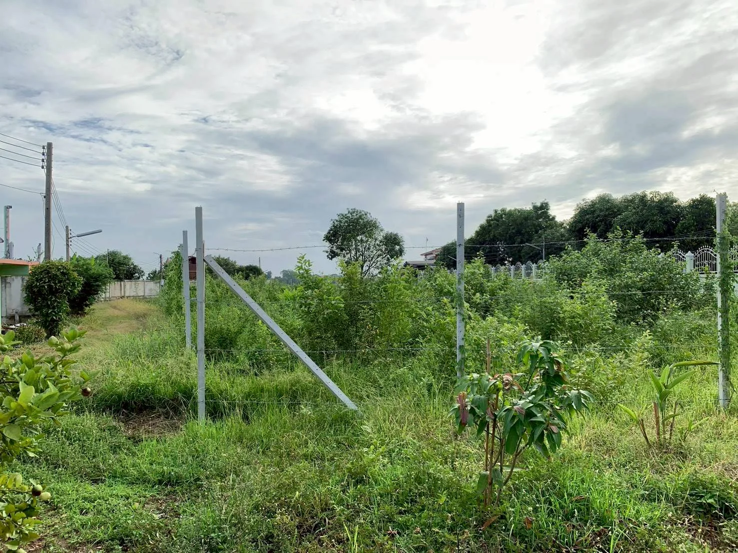 ZSK039 ขายที่่ดินติดแม่น้ำเจ้าพระยา 1-1-74 ไร่ - image 4