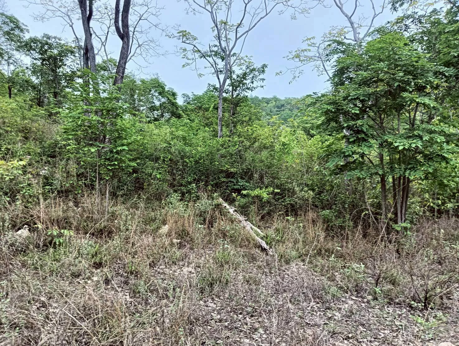 ZSK040 ขายที่ดิน 18 ไร่   วิวภูเขา ทำเลสวย อยู่ใกล้ชุมชน  หัวหิน   ประจวบคีรีขันธ์ - image 2