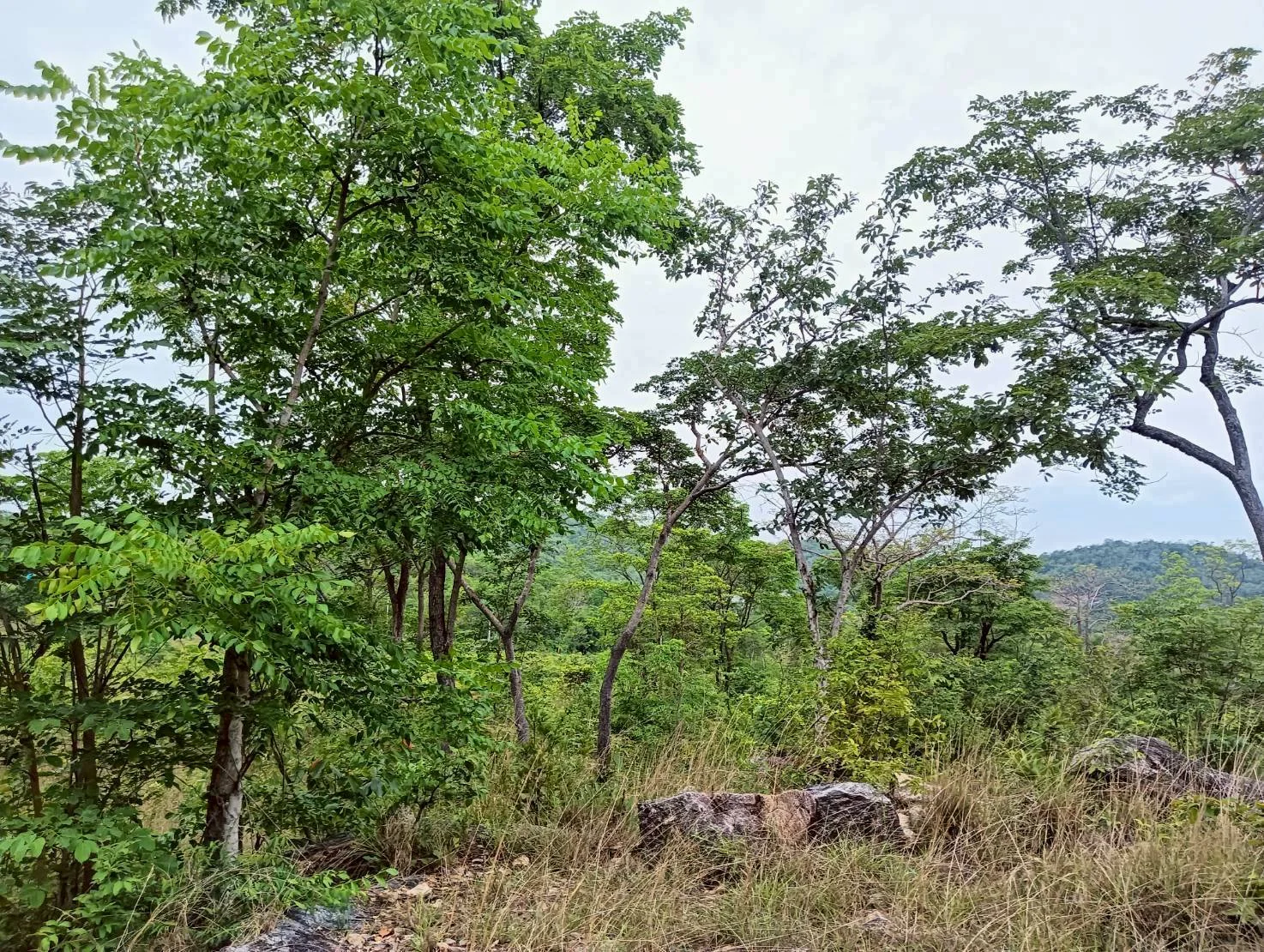 ZSK040 ขายที่ดิน 18 ไร่   วิวภูเขา ทำเลสวย อยู่ใกล้ชุมชน  หัวหิน   ประจวบคีรีขันธ์ - image 3