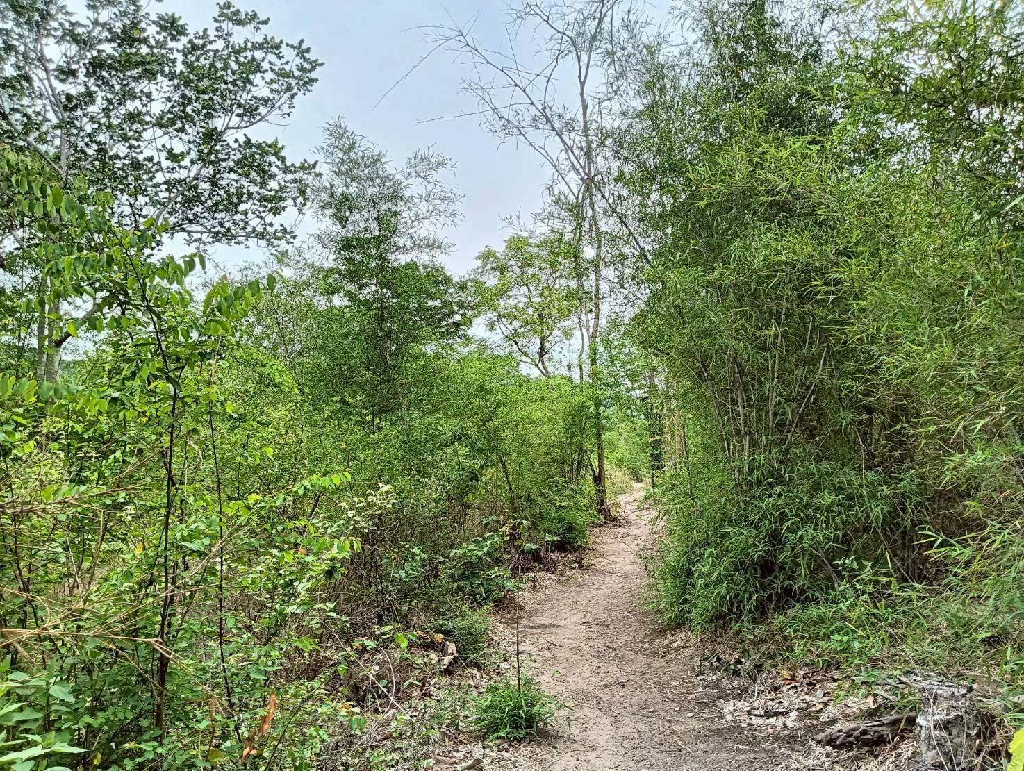 ZSK040 ขายที่ดิน 18 ไร่   วิวภูเขา ทำเลสวย อยู่ใกล้ชุมชน  หัวหิน   ประจวบคีรีขันธ์ - image 8