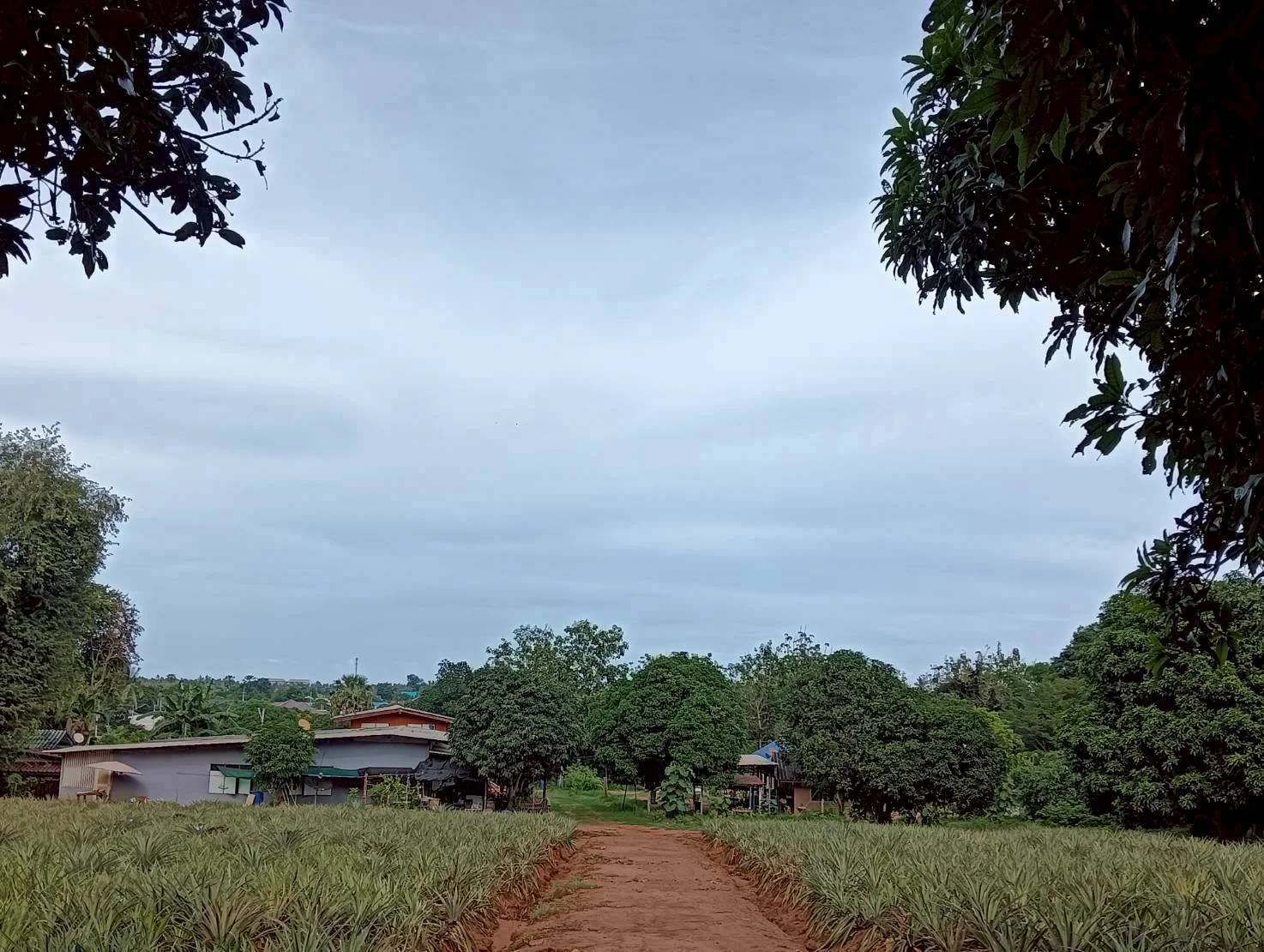 ZSK041 ขายที่ดินไร่สับปะรด  3 ไร่  ทำเลสวย ติดภูเขา ปากน้ำปราณ  ปราณบุรี  ประจวบคีรีขันธ์   - image 2