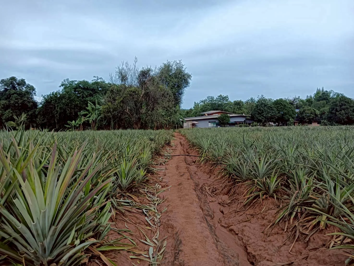 ZSK041 ขายที่ดินไร่สับปะรด  3 ไร่  ทำเลสวย ติดภูเขา ปากน้ำปราณ  ปราณบุรี  ประจวบคีรีขันธ์   - image 3