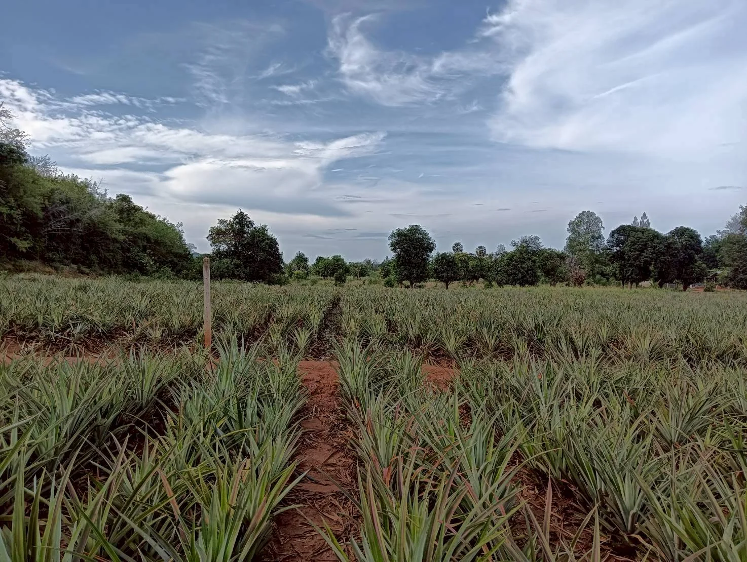 ZSK041 ขายที่ดินไร่สับปะรด  3 ไร่  ทำเลสวย ติดภูเขา ปากน้ำปราณ  ปราณบุรี  ประจวบคีรีขันธ์   - image 4