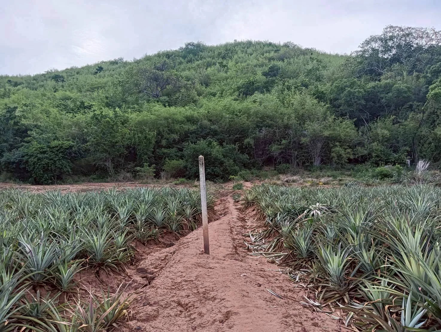 ZSK041 ขายที่ดินไร่สับปะรด  3 ไร่  ทำเลสวย ติดภูเขา ปากน้ำปราณ  ปราณบุรี  ประจวบคีรีขันธ์   - image 5