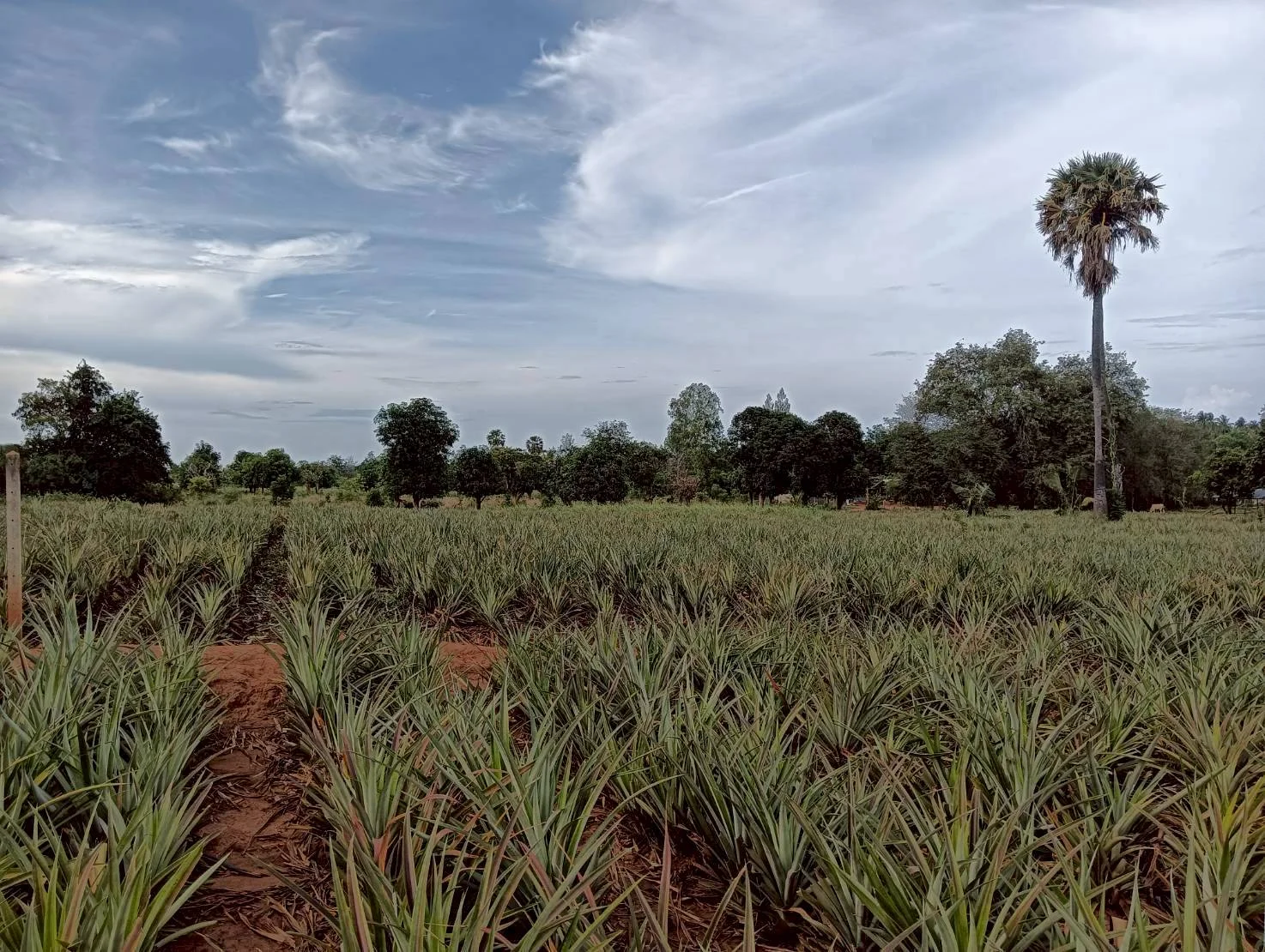 ZSK041 ขายที่ดินไร่สับปะรด  3 ไร่  ทำเลสวย ติดภูเขา ปากน้ำปราณ  ปราณบุรี  ประจวบคีรีขันธ์   - image 6