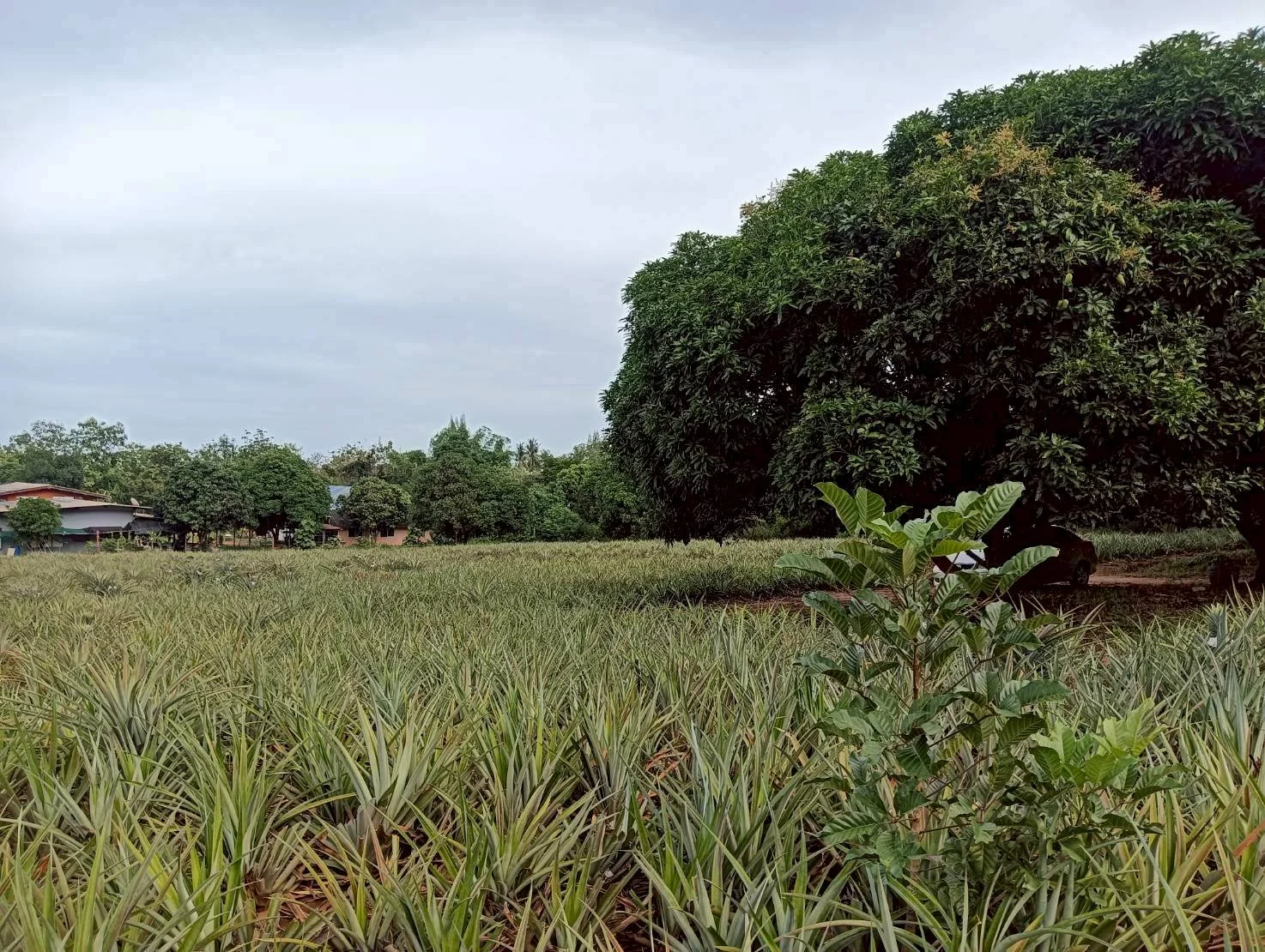 ZSK041 ขายที่ดินไร่สับปะรด  3 ไร่  ทำเลสวย ติดภูเขา ปากน้ำปราณ  ปราณบุรี  ประจวบคีรีขันธ์   - image 7