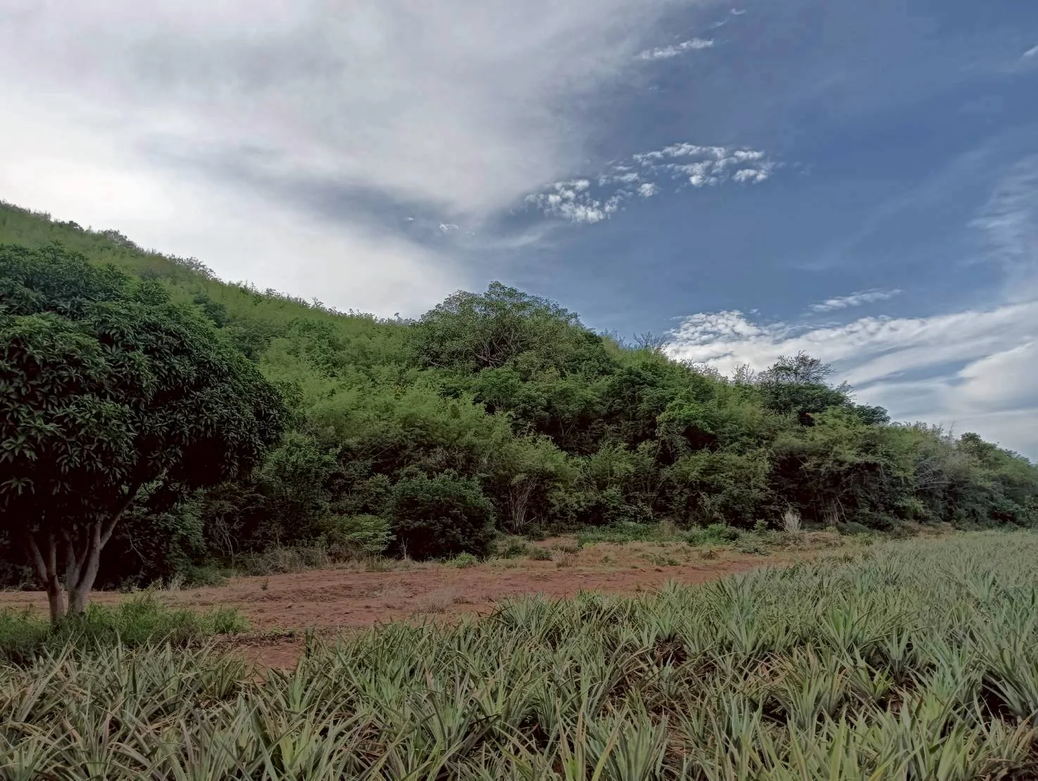 ZSK041 ขายที่ดินไร่สับปะรด  3 ไร่  ทำเลสวย ติดภูเขา ปากน้ำปราณ  ปราณบุรี  ประจวบคีรีขันธ์   - image 8