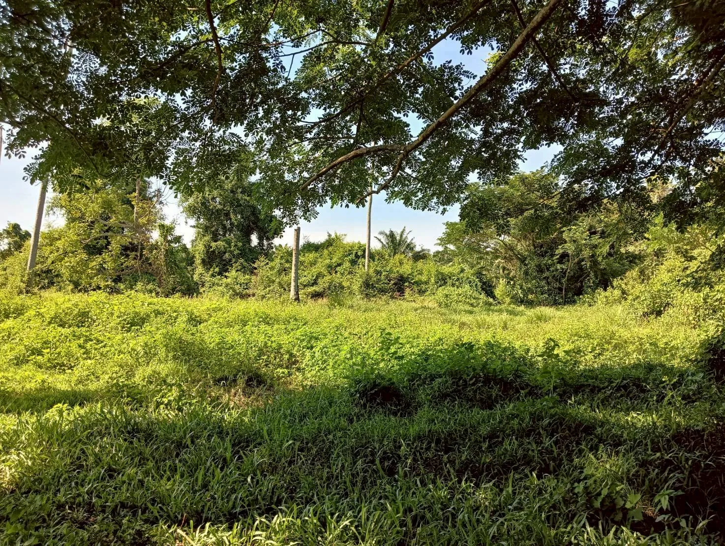 ZSK044 ขายที่ดิน บางสะพาน 8-2-20 ไร่ - image 8