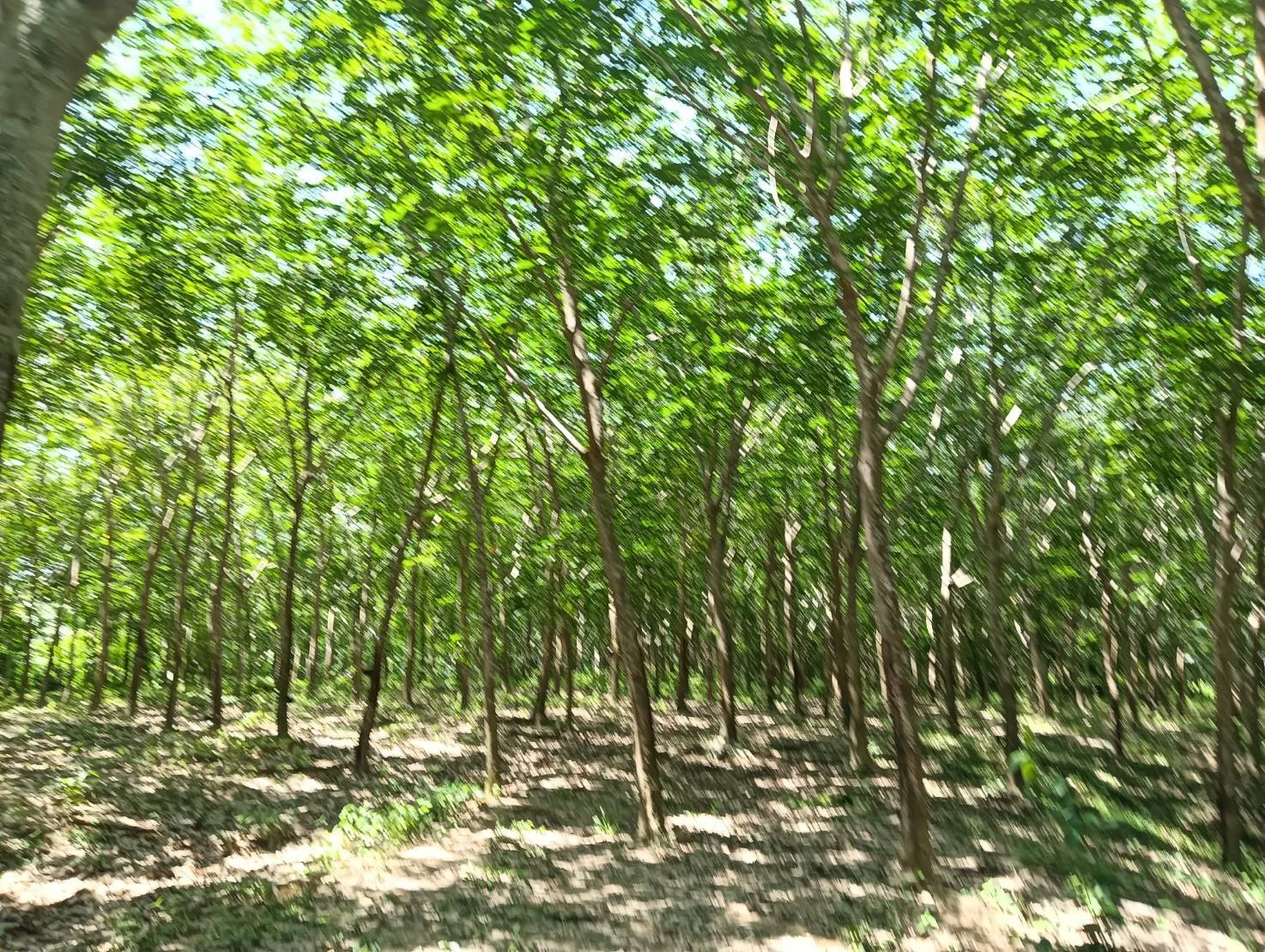 ZSK045 ขายที่ดินสวนยาง 33 ไร่ บางสะพาน ประจวบคิรีขันธ์ - image 2