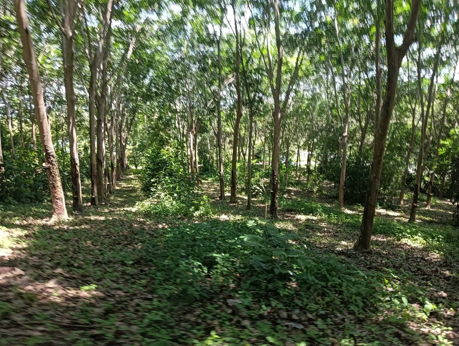 ZSK045 ขายที่ดินสวนยาง 33 ไร่ บางสะพาน ประจวบคิรีขันธ์ - image 6