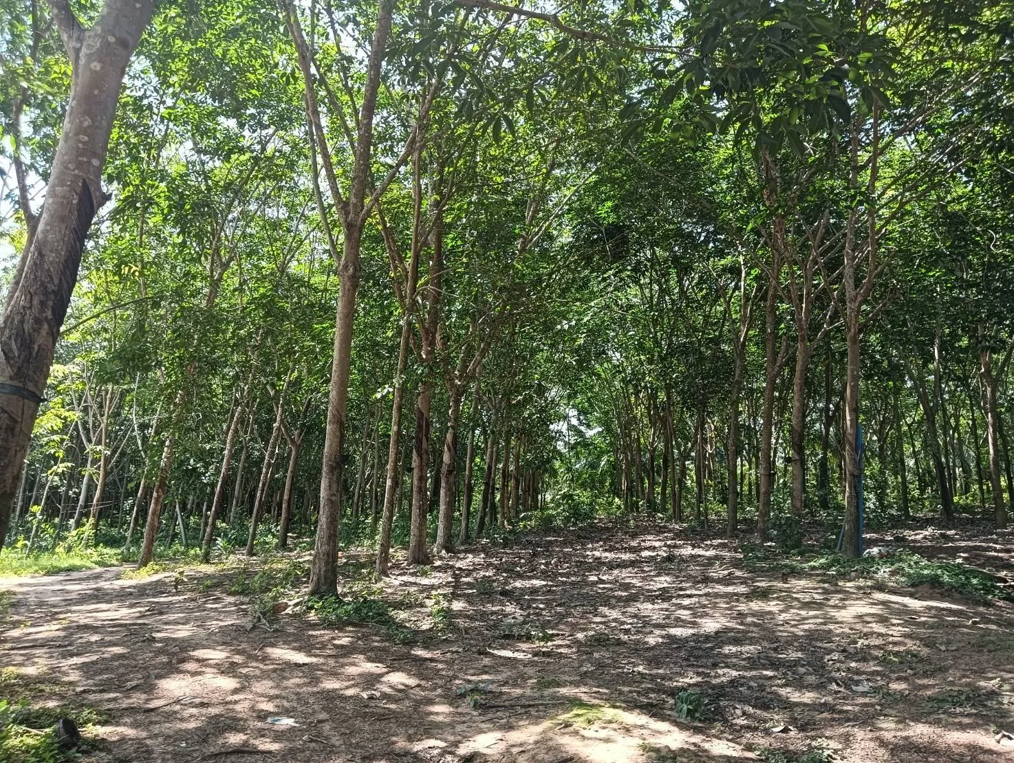 ZSK045 ขายที่ดินสวนยาง 33 ไร่ บางสะพาน ประจวบคิรีขันธ์ - image 7