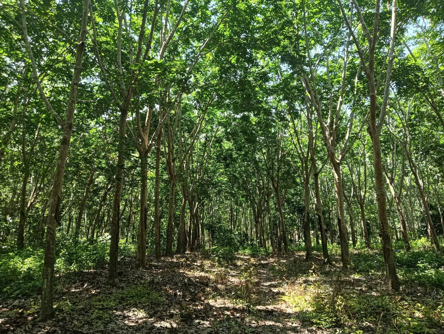 ZSK045 ขายที่ดินสวนยาง 33 ไร่ บางสะพาน ประจวบคิรีขันธ์ - image 9