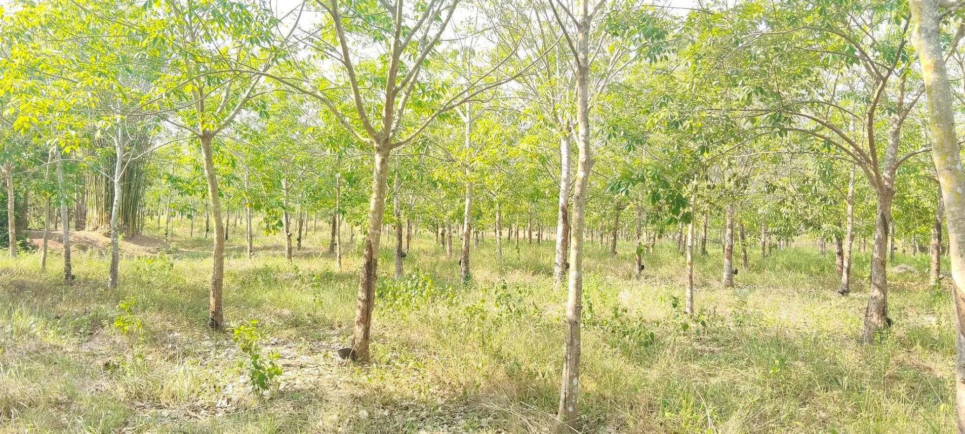 ขายที่ดินสวนยางพร้อมกรีด ราคาถูก 161-0-52 ไร่  คำบง บ้านผือ อุดรธานี   - image 5